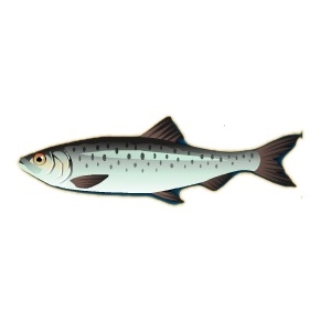 Atlantic Herring